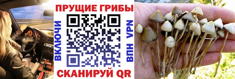 где можно купить   Шелехов  Псилоцибиновые грибы MAGIC MUSHROOMS 